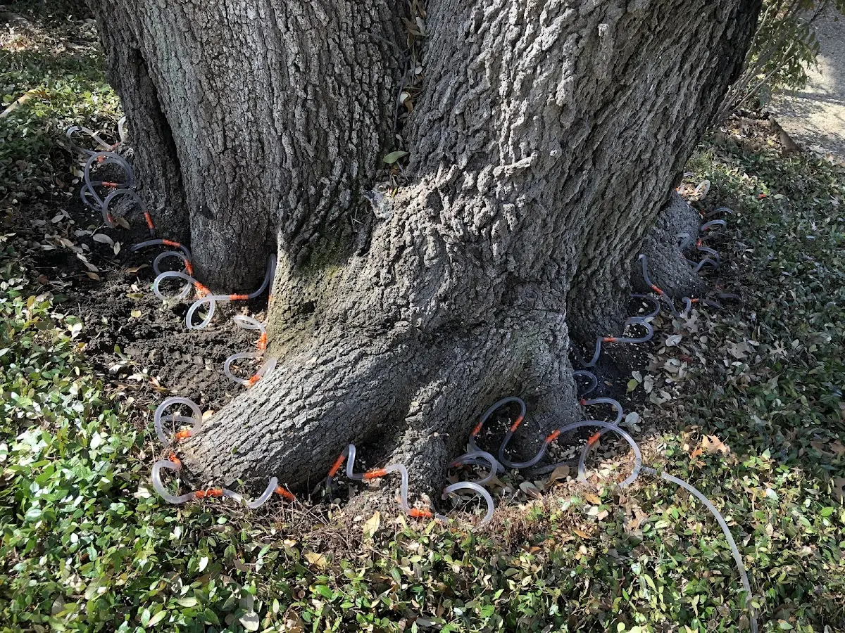 Detailed Tree Cabling and Bracing job site in Crumrod