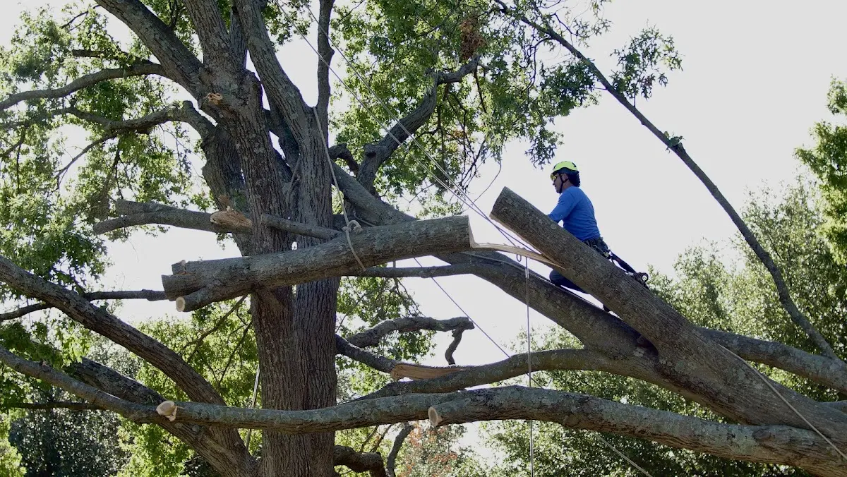 Professional Crown Thinning performed by certified arborists in Crumrod